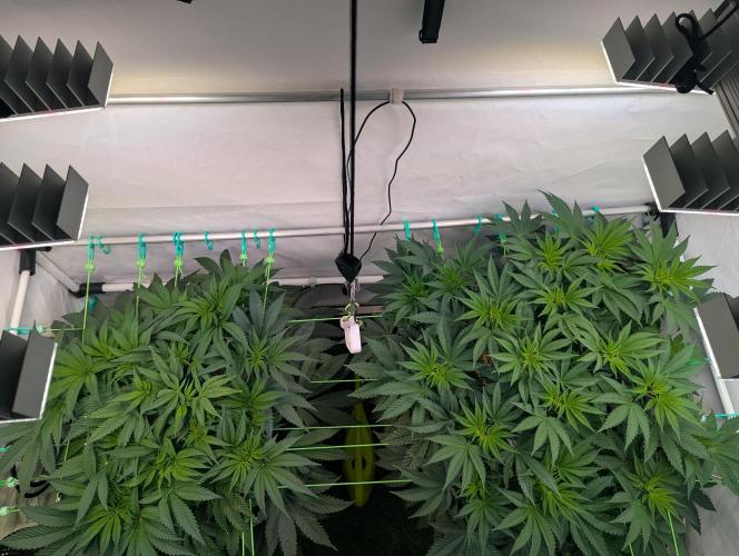 Fastbuds - Biscotti Gelato & Papayton. Week 5