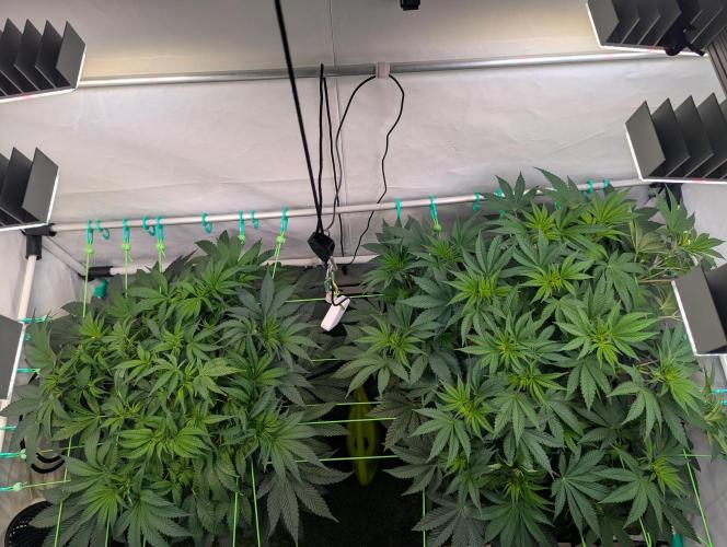 Fastbuds - Biscotti Gelato & Papayton. Week 5