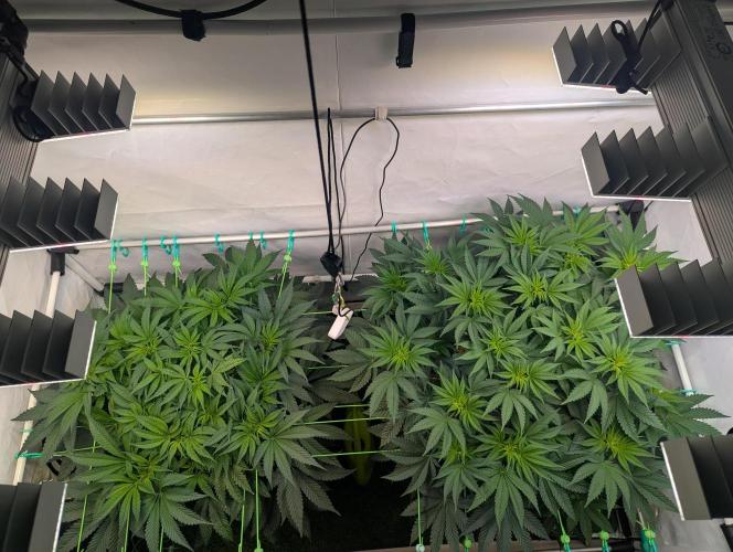 Fastbuds - Biscotti Gelato & Papayton. Week 6