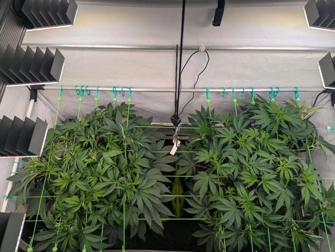 Fastbuds - Biscotti Gelato & Papayton. Week 6