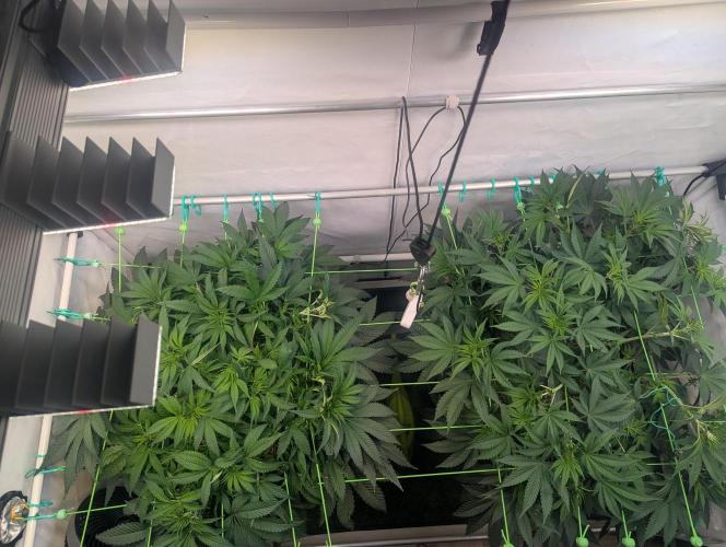 Fastbuds - Biscotti Gelato & Papayton. Week 6