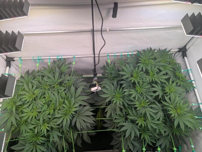 Fastbuds - Biscotti Gelato & Papayton. Week 6