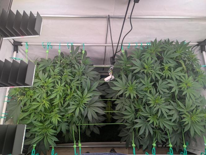 Fastbuds - Biscotti Gelato & Papayton. Week 6