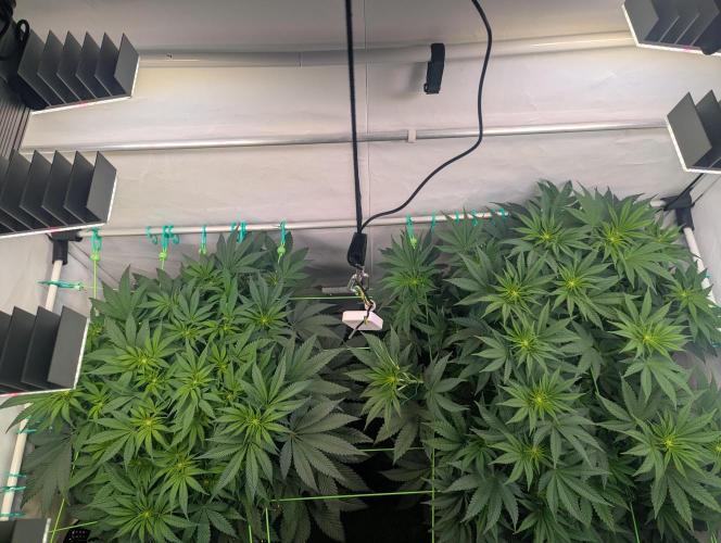 Fastbuds - Biscotti Gelato & Papayton. Week 6