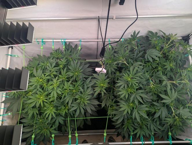 Fastbuds - Biscotti Gelato & Papayton. Week 6