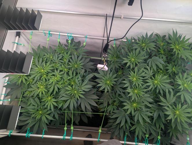 Fastbuds - Biscotti Gelato & Papayton. Week 6