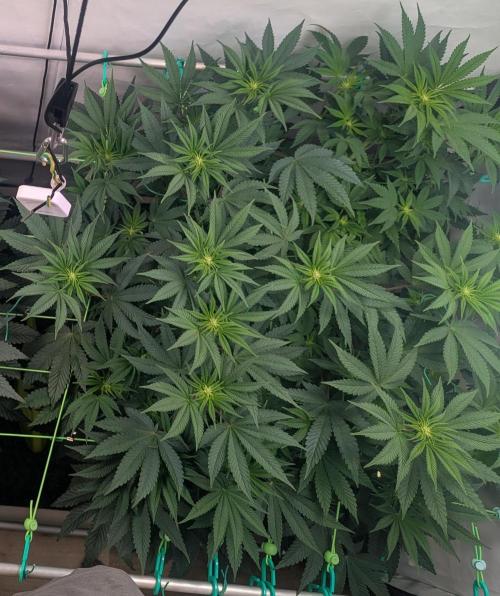 Fastbuds - Biscotti Gelato & Papayton. Week 6