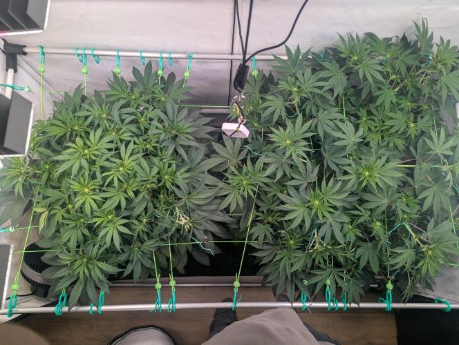 Biscotti Gelato & Papayton in Flo. Week 6