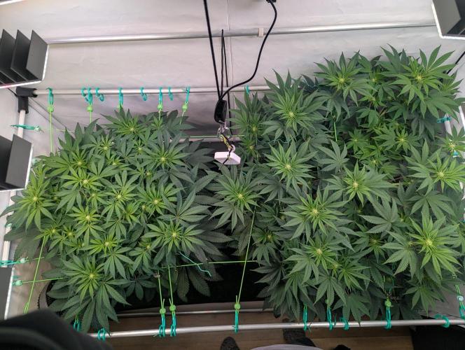 Biscotti Gelato & Papayton in Flo. Week 7