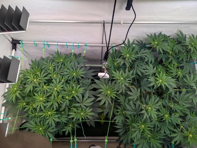 Biscotti Gelato & Papayton in Flo. Week 7