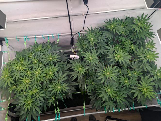 Biscotti Gelato & Papayton in Flo. Week 7