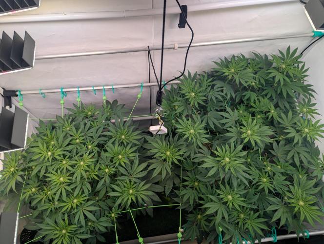 Biscotti Gelato & Papayton in Flo. Week 7