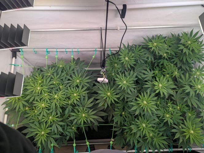 Biscotti Gelato & Papayton in Flo. Week 7