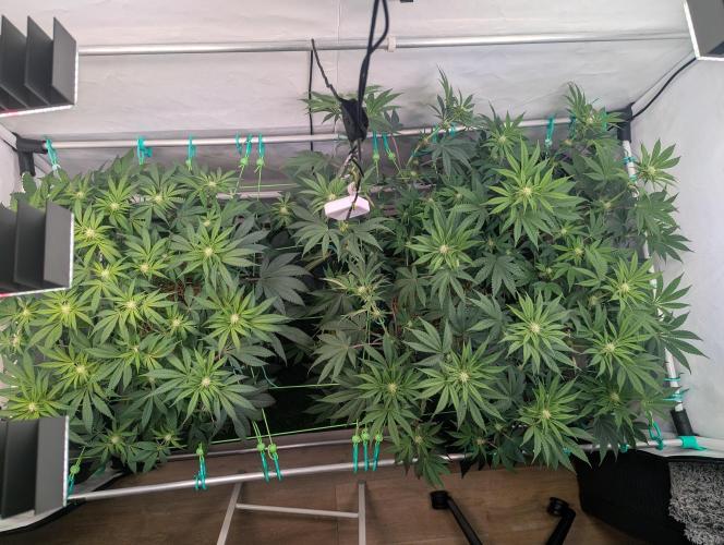 Biscotti Gelato & Papayton in Flo. Week 7