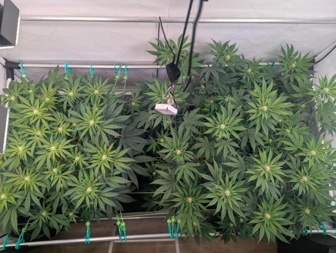 Biscotti Gelato & Papayton in Flo. Week 7