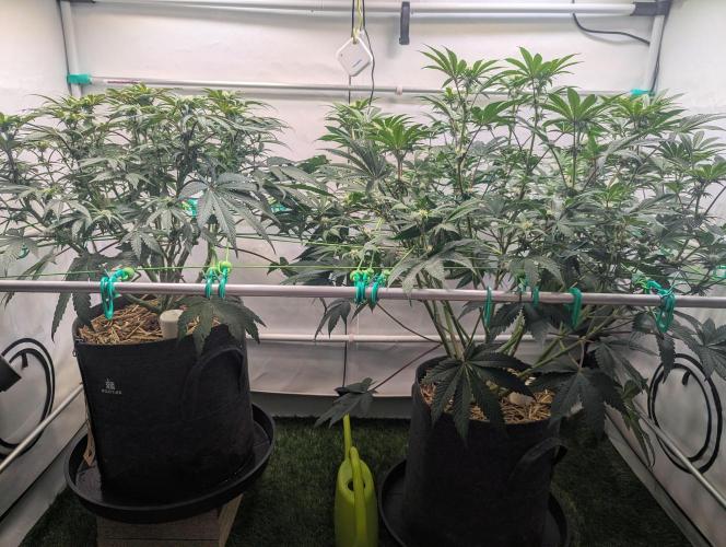 Biscotti Gelato & Papayton in Flo. Week 7