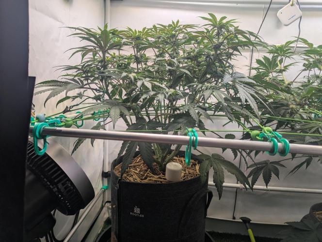 Biscotti Gelato & Papayton in Flo. Week 7 - BG