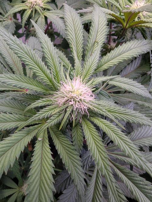 Biscotti Gelato & Papayton in Flo. Week 7 - BG