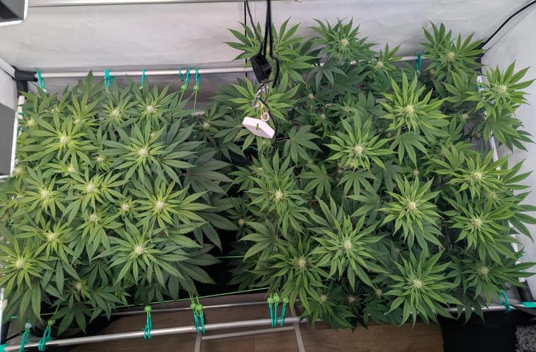 Biscotti Gelato & Papayton in Flo. Week 8 - BG left - P right