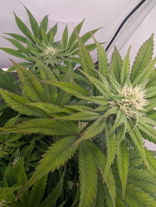 Biscotti Gelato & Papayton in Flo. Week 8 - P