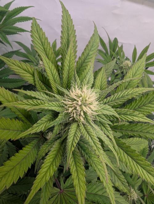 Biscotti Gelato & Papayton in Flo. Week 8 - P