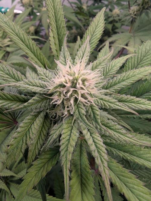 Biscotti Gelato & Papayton in Flo. Week 8 - BG