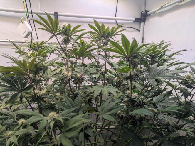 Biscotti Gelato & Papayton in Flo. Week 8 - P