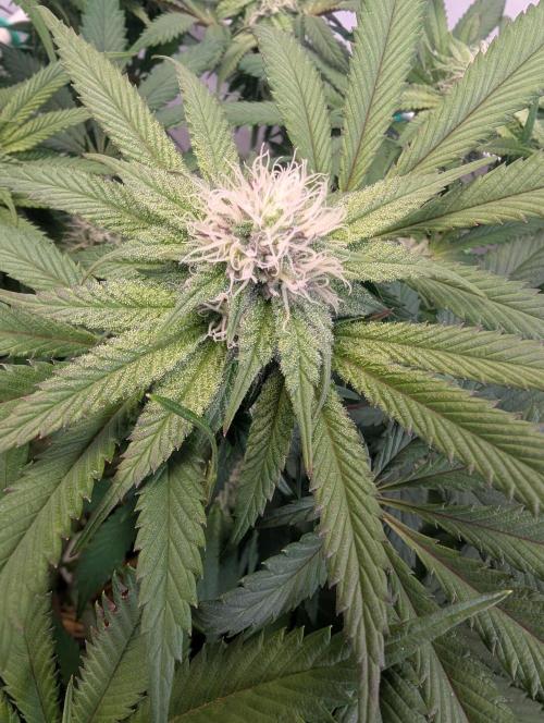 Biscotti Gelato & Papayton in Flo. Week 8 - BG