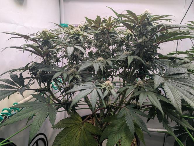 Biscotti Gelato & Papayton in Flo. Week 8 - BG