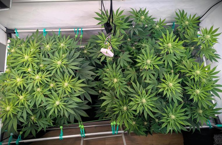 Biscotti Gelato & Papayton in Flo. Week 8 - BG left - P right