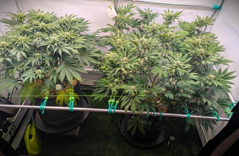 Biscotti Gelato & Papayton in Flo. Week 8 - BG left - P right