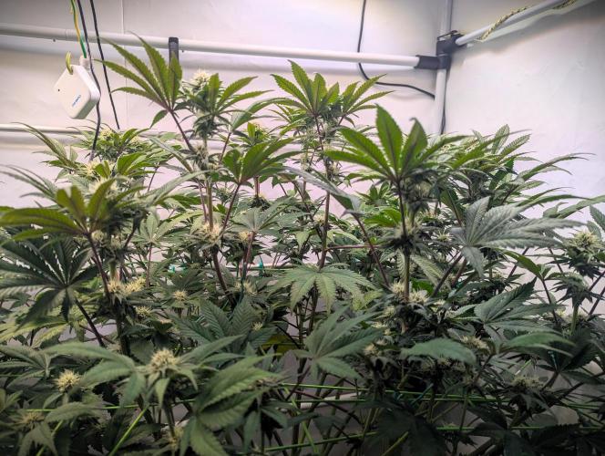 Biscotti Gelato & Papayton in Flo. Week 8 - P