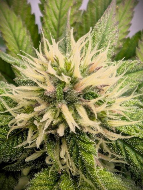 Biscotti Gelato & Papayton in Flo. Week 8 - P