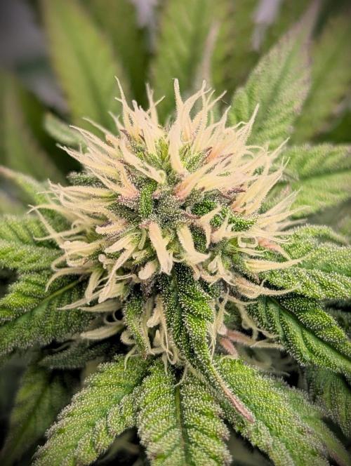 Biscotti Gelato & Papayton in Flo. Week 8 - P