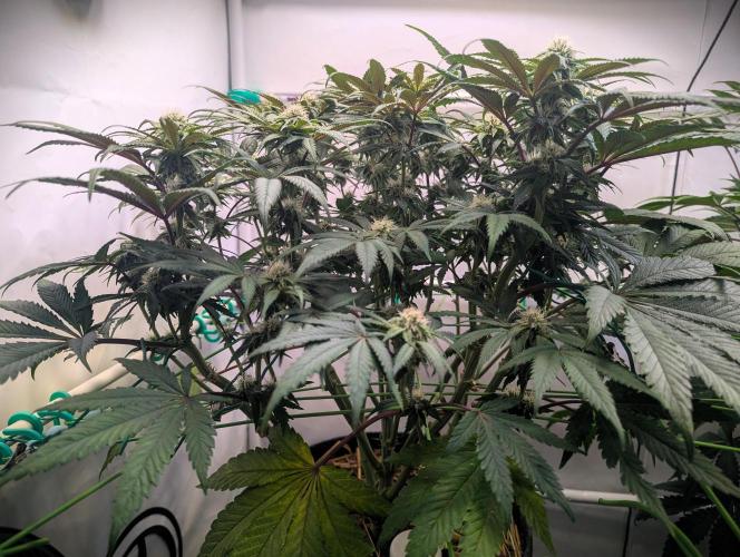 Biscotti Gelato & Papayton in Flo. Week 8 - BG