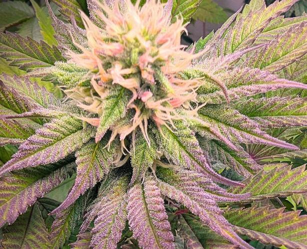 Biscotti Gelato & Papayton in Flo. Week 9 - Papayton