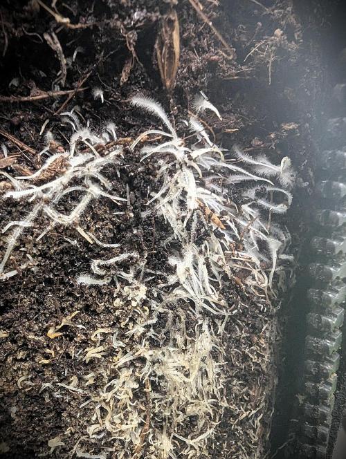 Biscotti Gelato & Papayton in Flo. Week 9 - roots everywhere