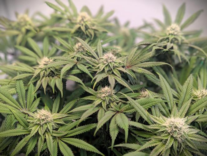 Biscotti Gelato & Papayton in Flo. Week 9 - Biscotti Gelato