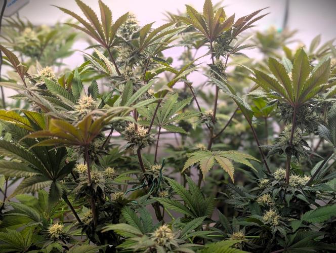 Biscotti Gelato & Papayton in Flo. Week 9 - Papayton