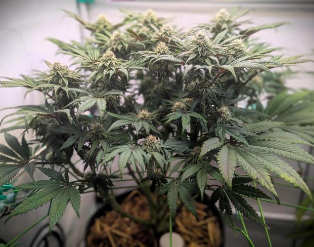 Biscotti Gelato & Papayton in Flo. Week 9 - Biscotti Gelato