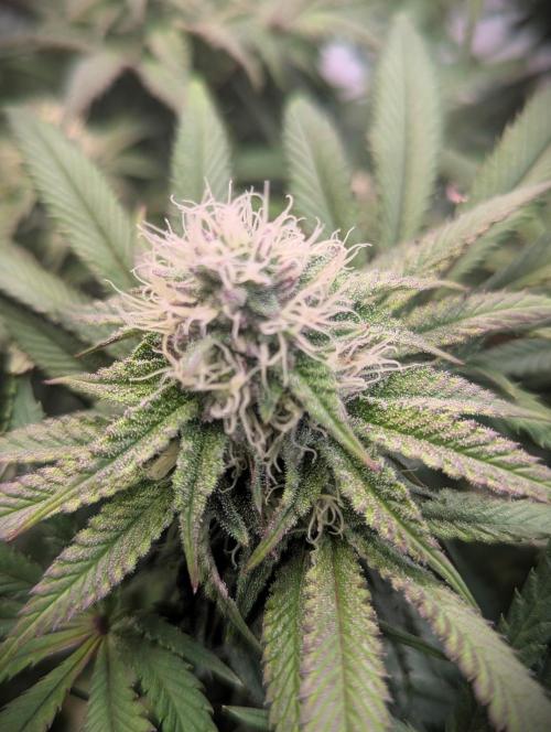 Biscotti Gelato & Papayton in Flo. Week 9 - Biscotti Gelato