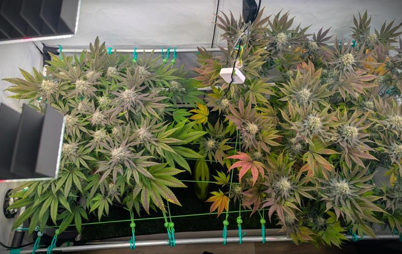 Biscotti Gelato & Papayton in Flo. Week 10