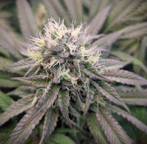 Biscotti Gelato & Papayton in Flo. Week 10 - Biscotti Gelato