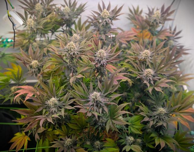 Biscotti Gelato & Papayton in Flo. Week 10 - Papayton