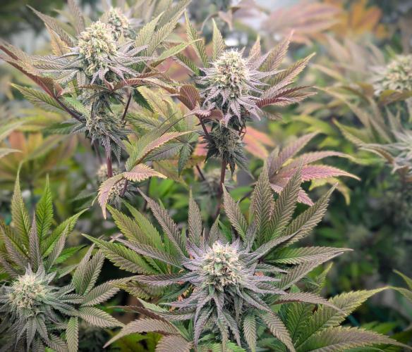 Biscotti Gelato & Papayton in Flo. Week 10 - Papayton