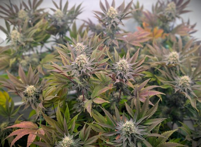 Biscotti Gelato & Papayton in Flo. Week 10 - Papayton