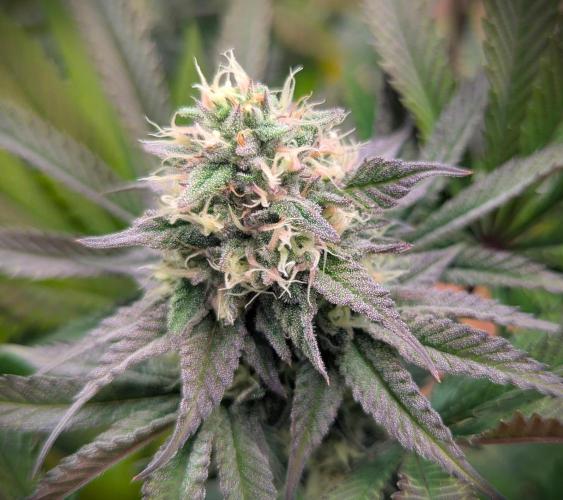 Biscotti Gelato & Papayton in Flo. Week 10 - Papayton