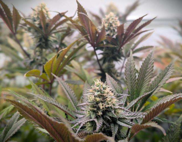 Biscotti Gelato & Papayton in Flo. Week 10 - Papayton