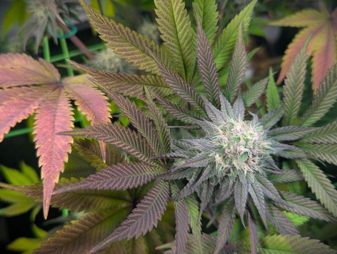 Biscotti Gelato & Papayton in Flo. Week 10 - Papayton