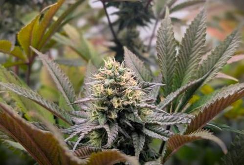 Biscotti Gelato & Papayton in Flo. Week 10